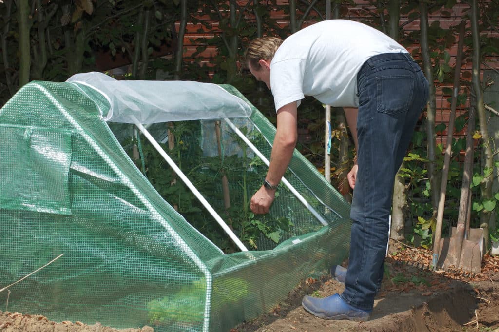 Ako na správne pestovanie vo fóliovníku?