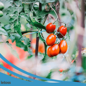 ZÁHRADNÝ FÓLIOVNÍK – aké má výhody a na čo si dať pozor pri kúpe? ZÁHRADNÝ FÓLIOVNÍK – aké má výhody a na čo si dať pozor pri kúpe?