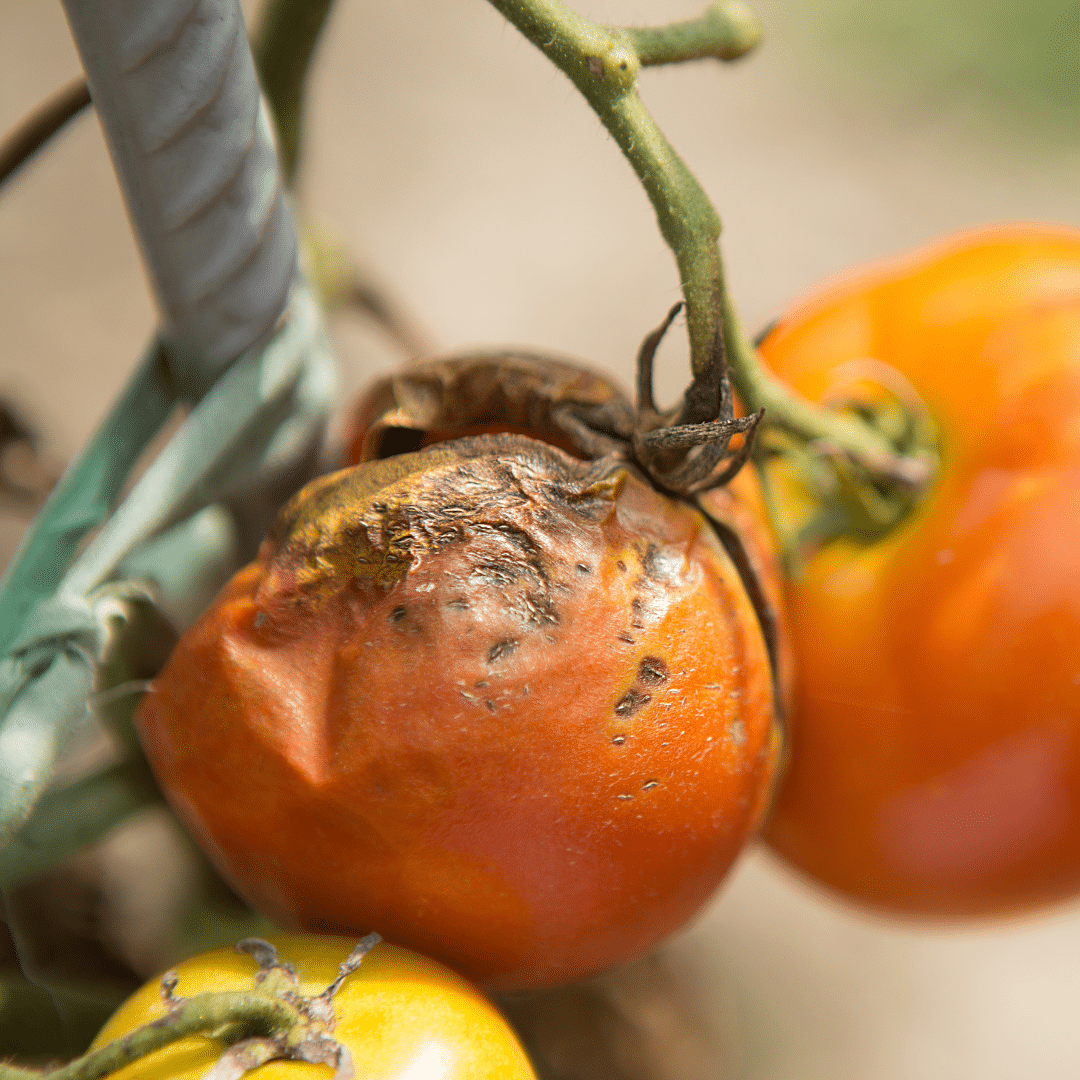 Choroby paradajok