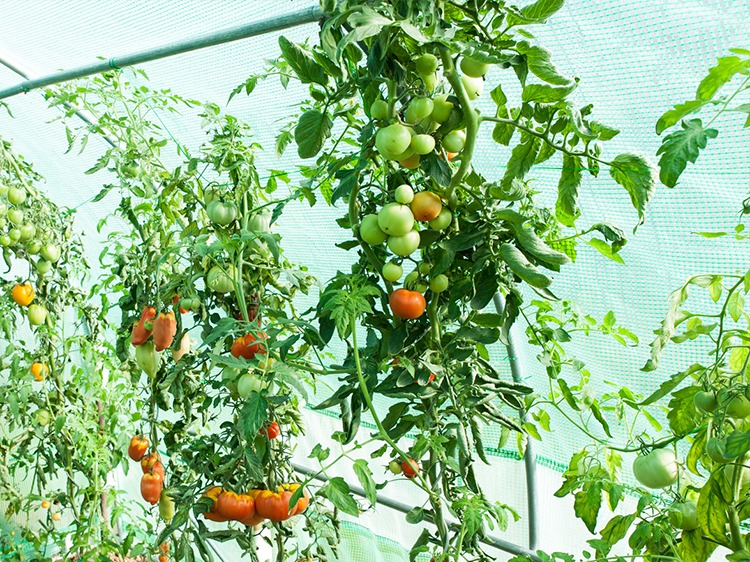 Foliovnik paradajky