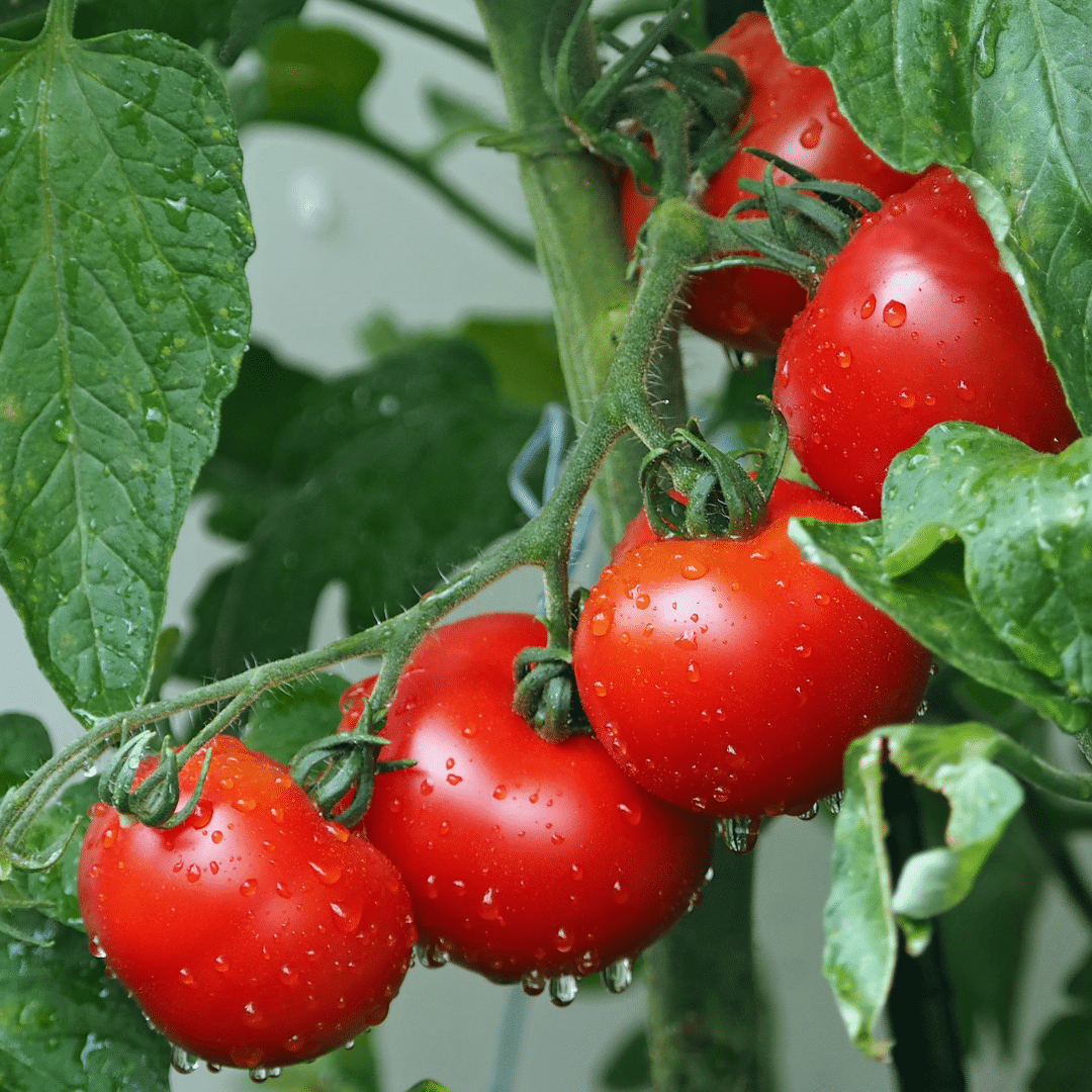 Záhradný fóliovník - paradajky