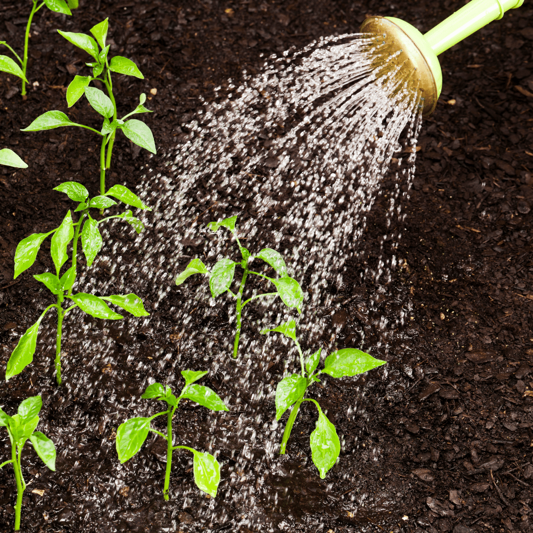 polievanie polievanie