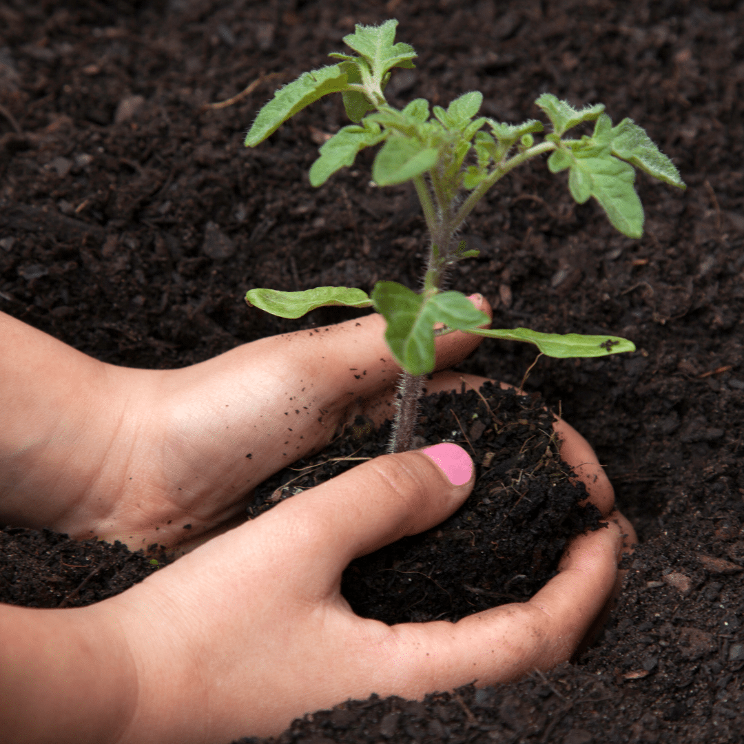 sadenie paradajok sadenie paradajok